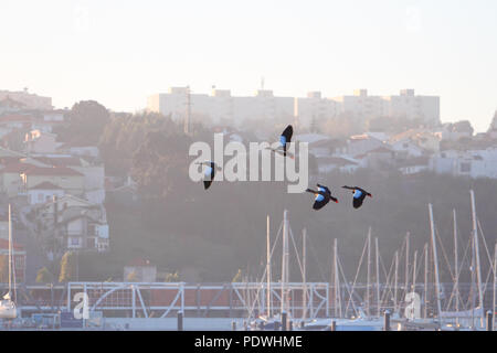 Kleine Herde von ägyptischen Gänse fliegen über den Fluss Douro, Porto, Portugal. Am frühen Morgen Licht. Stockfoto