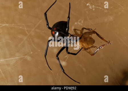 Latrodectus mactans Stockfoto