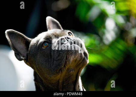 Kopf Porträt einer blaue Französische Bulldogge suchen der selektiven Fokus im späten Sonnenlicht mit grünem Hintergrund für Kopie Raum Stockfoto