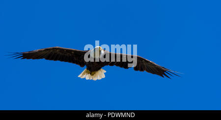 Ein Weißkopfseeadler (Haliaeetus leucocephalus) steigt gegen einen klaren blauen Himmel. Stockfoto