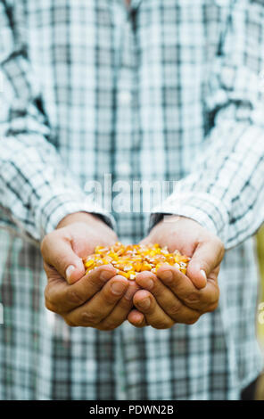 Sommer Ernte. Bauern Hände mit frischen Mais. Stockfoto