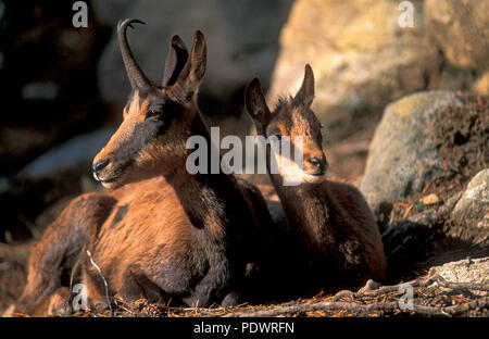 Pyrenäen Gämsen - Erwachsene und junge - Rupicapra pyrenaica - Pyrenäen - Frankreich Isard - adulte et cabri-Pyrénées - Frankreich Stockfoto