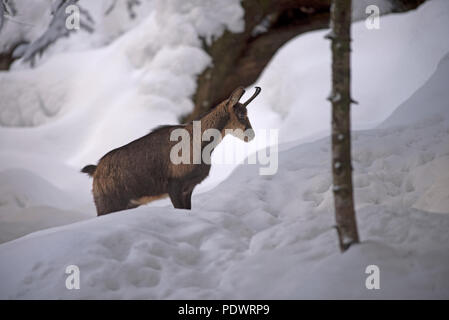 Isard im Schnee (Rupicapre pyrenaica), Spanien Stockfoto