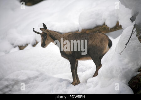 Isard im Schnee (Rupicapre pyrenaica), Spanien Stockfoto