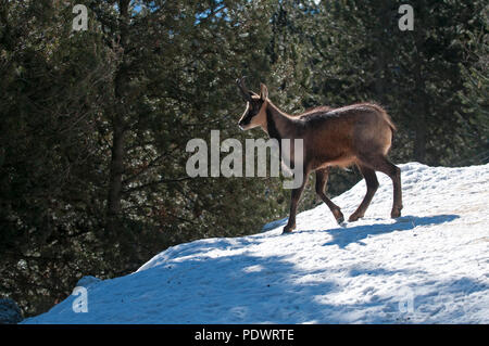 Pyrenäen Gämsen im Winter (Rupicapra pyrenaica) Spanien Stockfoto