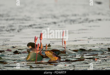 Fasan-tailed Jacana (Hydrophasianus chirurgus) - Erwachsene nicht Zucht Jacana à longue Queue-Faisan d'eau Stockfoto