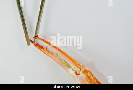 Gedünsteter Blüte crab Nipper fangen auf Edelstahl chopstick Stockfoto