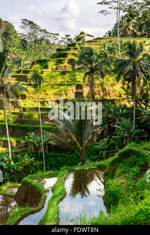 Hang mit der Landwirtschaft von Reis auf Berge schöne Form in der Natur. Die schönsten Landschaften der Top Ten der Welt. Typische asiatische Grüne cascade Reis Bereich t Stockfoto