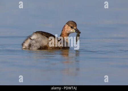 Zwergtaucher schwimmen mit gefangen Flusskrebs. Stockfoto