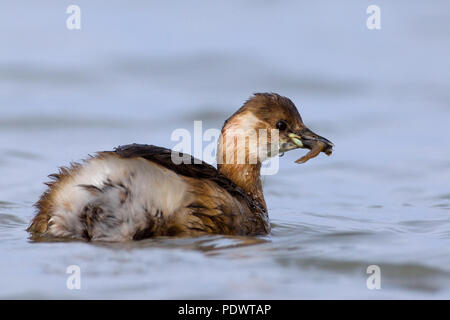 Zwergtaucher in nicht-Zucht Gefieder schwimmen mit gefangen Flusskrebs. Stockfoto