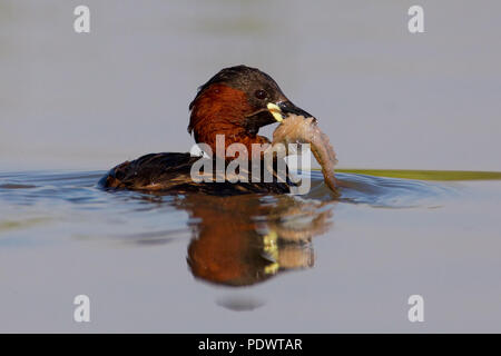 Zwergtaucher in der Zucht Gefieder schwimmen mit gefangen Flusskrebs. Stockfoto