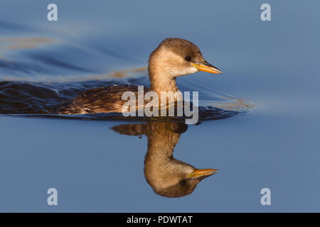 Zwergtaucher in nicht-Zucht Gefieder schwimmen mit Reflexion. Stockfoto