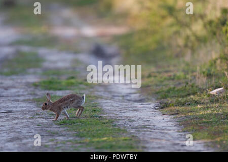 Europäische Kaninchen - Oryctolagus cuninculus Lapin de Garenne Stockfoto