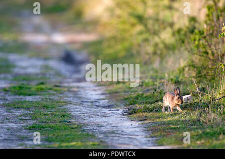 Europäische Kaninchen - Oryctolagus cuninculus Lapin de Garenne Stockfoto