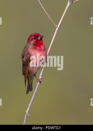 Männliche Common Rosefinch in der Zucht Lebensraum. Stockfoto