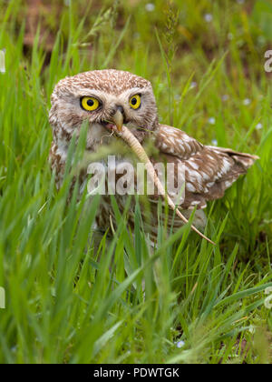 Kleine Eule essen eine lizzard. Stockfoto