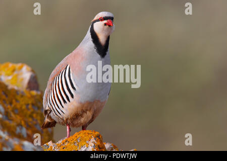 Chukar im Bruthabitat. Stockfoto