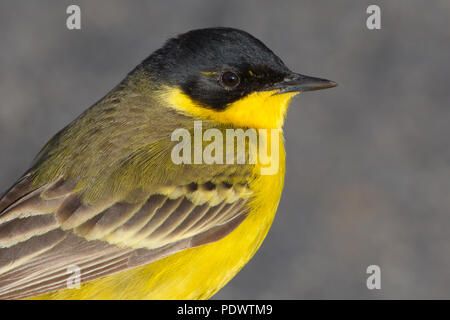 Black-headed Bachstelze, Motacilla flava ssp feldegg Stockfoto