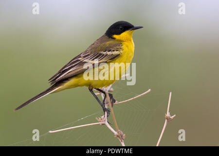 Black-headed Bachstelze, Motacilla flava ssp feldegg Stockfoto