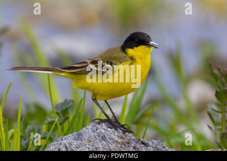 Black-headed Bachstelze, Motacilla flava ssp feldegg Stockfoto