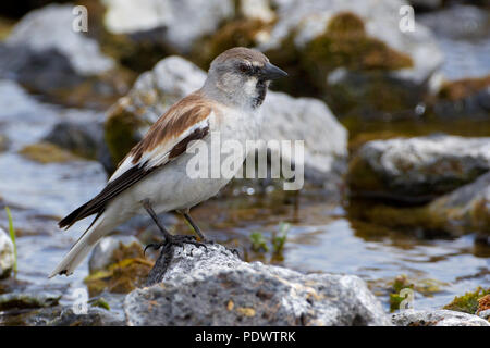 Snowfinch in der Zucht Lebensraum. Stockfoto