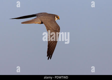 Nach Hobby im Flug gegen eine grau-blauen Himmel. Stockfoto