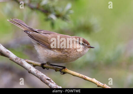 Kaukasische Chiffchaff (früher als Unterarten von Berg Chiffchaff) Zucht im Lebensraum. Stockfoto