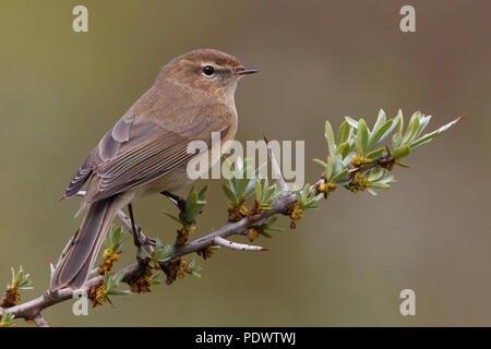 Kaukasische Chiffchaff (früher als Unterarten von Berg Chiffchaff) Zucht im Lebensraum. Stockfoto