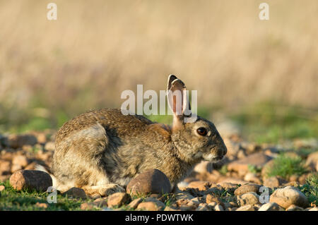 Europäische Kaninchen - Oryctolagus cuninculus Lapin de Garenne Stockfoto