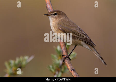 Kaukasische Chiffchaff (früher als Unterarten von Berg Chiffchaff) Zucht im Lebensraum. Stockfoto