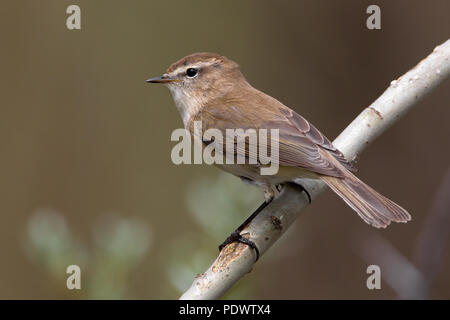 Kaukasische Chiffchaff (früher als Unterarten von Berg Chiffchaff) Zucht im Lebensraum. Stockfoto