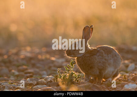 Europäische Kaninchen - Sonnenuntergang - Oryctolagus cuninculus Lapin de Garenne - coucher de soleil Stockfoto