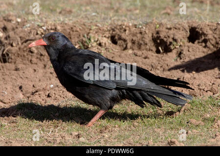 Red-billed Chough saß zwischen welke Gras. Stockfoto