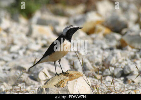 Zypern Steinschmätzer auf der Suche rund um von einem felsigen Stein. Stockfoto