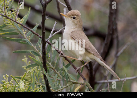 Östlichen Olivaceous Warbler auf einem Zweig mit Knospen. Stockfoto