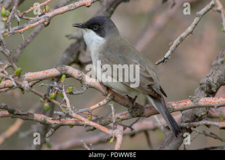 Östlichen orphean Warbler auf einem Zweig, Seitenansicht. Stockfoto