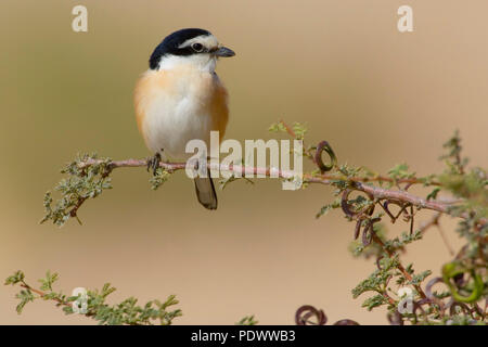 Maskierte Shrike sitzt auf einem grünen Zweig, Ansicht von vorne. Stockfoto