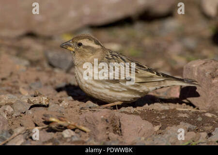 Ein Felsen Sparrow auf dem Boden sitzend getarnt. Stockfoto