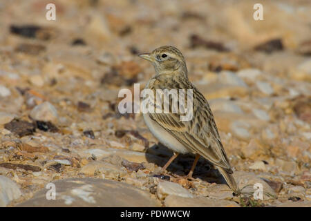 Short-toed Lerche auf einem schwer Masse, Seitenansicht. Stockfoto