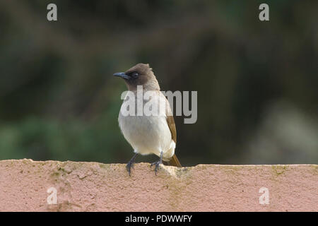 Grauwe buulbuul op een rood Stenen muurtje met Groene achtergrond; Gemeinsame bulbul auf einem roten Stein Wand und vor einem grünen Hintergrund; Stockfoto