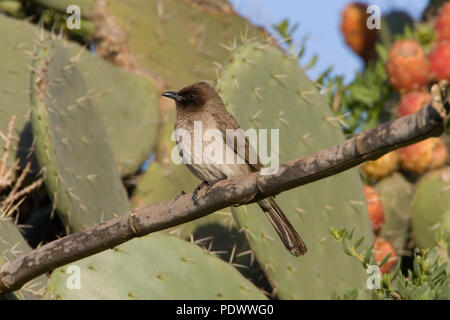 Gemeinsame bulbul auf einem Zweig und einige Kakteen im Hintergrund. Stockfoto