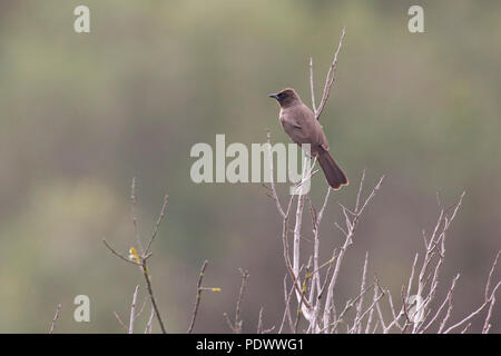 Gemeinsame bulbul auf einige tote Äste und mit einem grau-grünen Hintergrund. Stockfoto