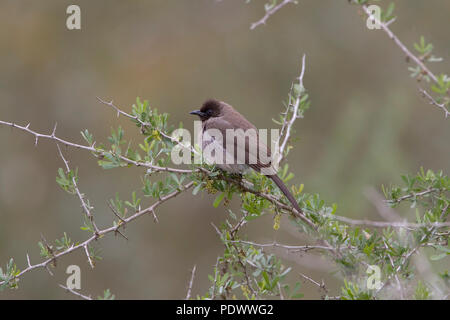 Gemeinsame bulbul auf einige Branchen und mit einer grau-grünen Hintergrund. Stockfoto