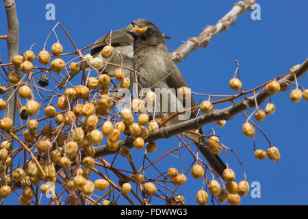 Gemeinsame bulbul mit einem blauen Himmel im Hintergrund essen Beeren. Stockfoto