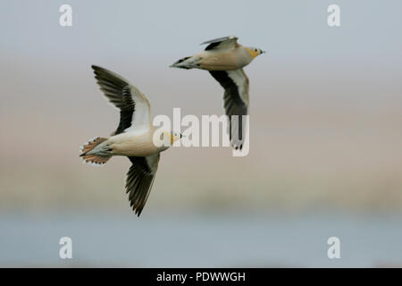 Zwei (2) gekrönt Sandgrouses im Flug, underwing anzeigen. Stockfoto