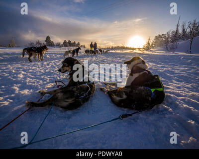 Alaskan Huskies auf Schnee Schlitten bei Sonnenuntergang Stockfoto