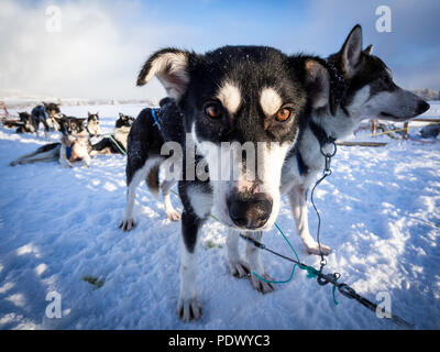 Nahaufnahme von Schlittenhunden auf Schnee Schlitten Stockfoto