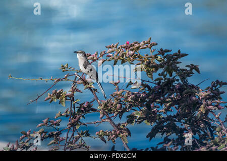 Northern Mockingbird (Mimus polyglottos) percheed auf einem Strauch in Florida, USA. Stockfoto