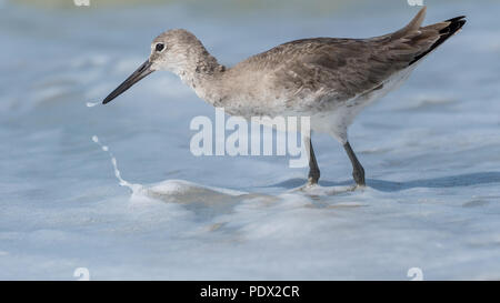 Willet (Tringa semipalmata) auf der Suche nach Nahrung in die schäumende Brandung an der Florida Gulf Coast. Stockfoto