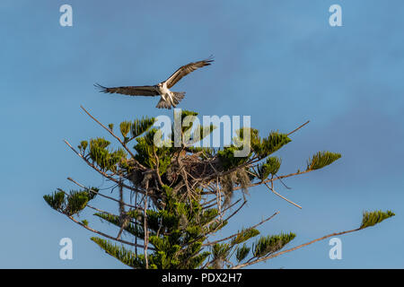 Ein Fischadler (Pandion haliaetus) fliegen über das Nest in einem Kiefer in Florida, USA. Stockfoto